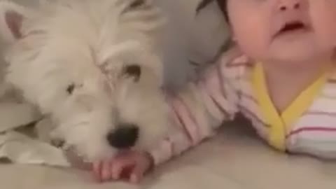 Westie puppy and baby share priceless moment