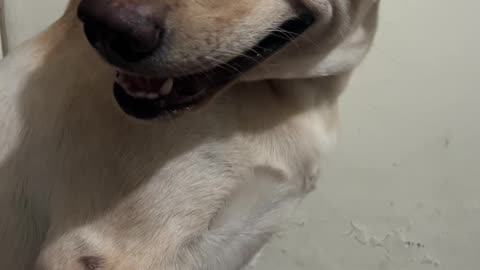 Guilty Dog Smiles At Chewed Shoe