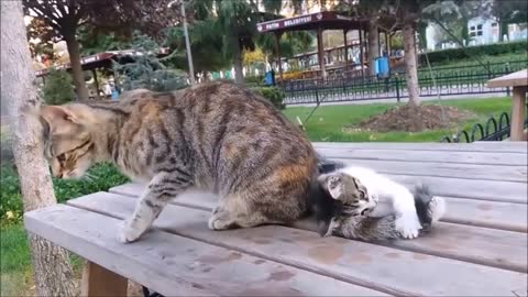Mama Cat's Reaction to her kitten, When Kitten biting her tail