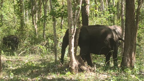 Elephant Sighting in Bandipur forest India
