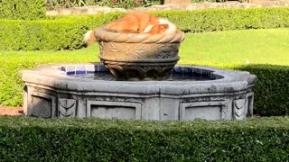Dog plays in elegant water fountain