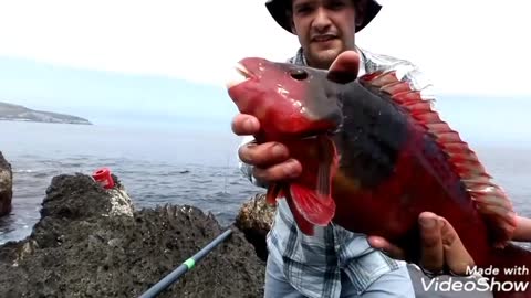 Pesca do Sargo e do peixe veja