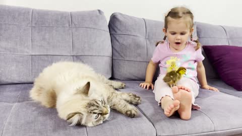 Adorable Little Girl Introduces Baby Ducklings to Her Cats