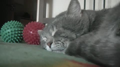 Sleeping funny Cat Quacks When His Owner Coughs....