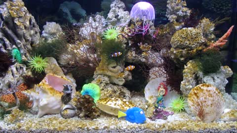 Very beautiful curious aquarium
