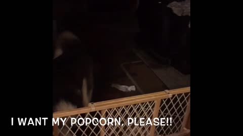 Siberian Husky Puppy Excited About Getting Popcorn! Cute Video
