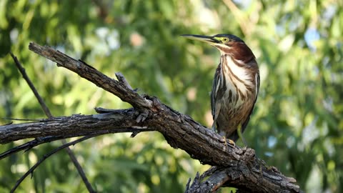 Green Heron in the Forest