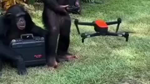 Monkey plays with drone Brah🕺