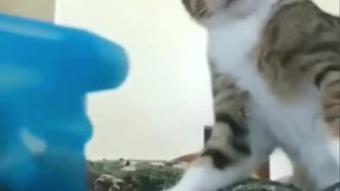 Funny cats compilation episode 16