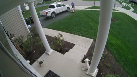 Excited Goldendoodle Misses Jump and Rolls Down Stairs