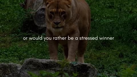 Would You Rather Be a Happy Loser or a Stressed Winner?