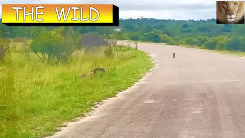 Times Hyenas Attack Lion and steal their Prey
