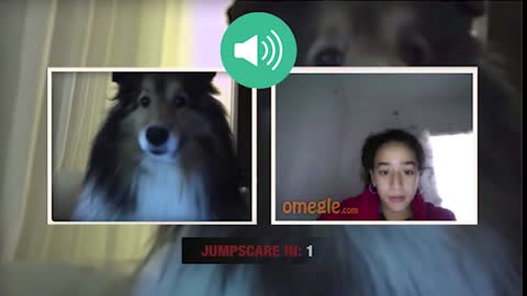 Cute Dog pranks in Omegle this is so hilarious