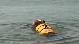 english bulldog swimming in his new life jacket