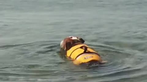 english bulldog swimming in his new life jacket