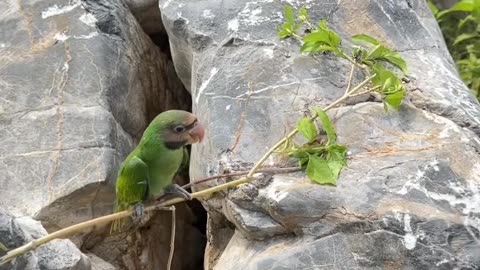 parrot_in_a_rock_hole__parrot