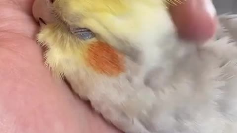 The owner of the cocktail bird plays with him and gives him a massage until he recovers and relaxes