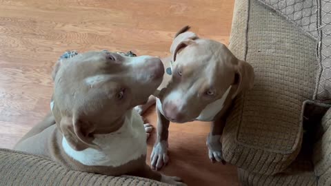 XL American Bully puppies Deimos and Princess Kleo are having fun synchronized nibbling on a toy