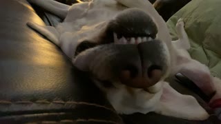 Sleeping Doggy Snores Loudly