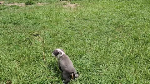 POCKET PUPPY IN TRAINING