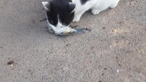 A cat devours a sparrow