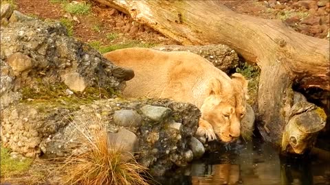 beautiful lioness drinks water