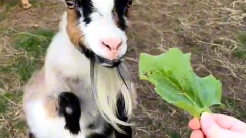 Pygmy Goat Your Next Therapy Animal 🐐