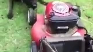 Lawn mower love 2010