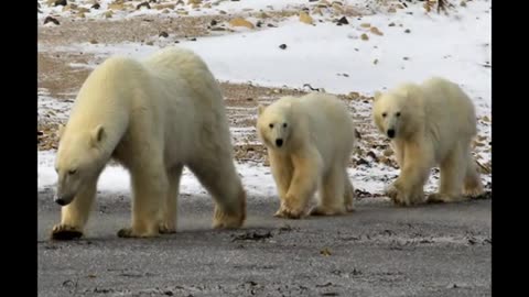 Cute Baby Animals-Kids Learning Videos