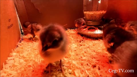 Graham Family Farm: Blue Star Chicks on Day 2 - 2/17/2023