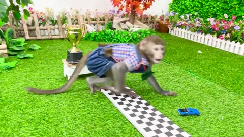 Babby monkey goes to buy a Hot Wheel at the supermarket and races across the pool