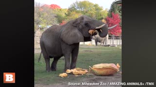 SQUASH A SQUASH: Elephant Devours Enormous Pumpkin at Milwaukee Zoo