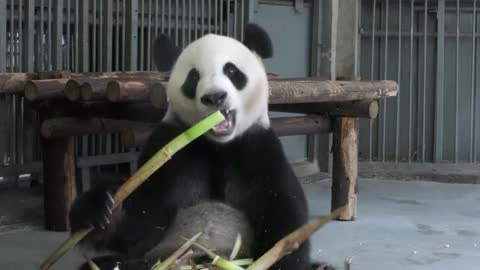 Chengdu Research Base of Giant Panda eating bamboo