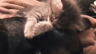 Kitten naps on dog's head