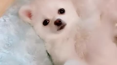 Short cut baby dog funny videos