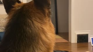 German Shepherd isn't a Fan of Cat Mask