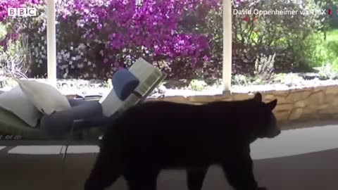 Black bear surprises man on sun lounger in North Carolina garden - BBC News