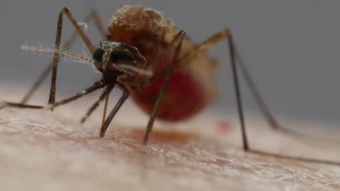 How Mosquitoes Use Six Needles to Suck Your Blood