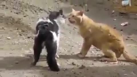 Cats fight2