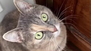 Sounds that attract cats - MUST WATCH!