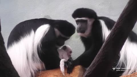 Baby black and white colobus monkeys at Saint Louis Zoo