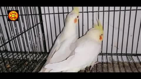 Parrot | Cockateil | beautiful pet parrot