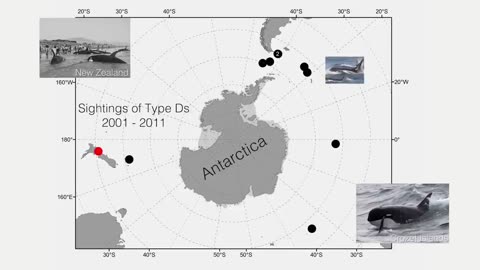 Searching for Type D: A New Species of Killer Whale?