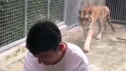 😳 Tiger tries to attack strange person!