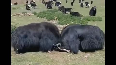 Tibetan yak fighting 🐂