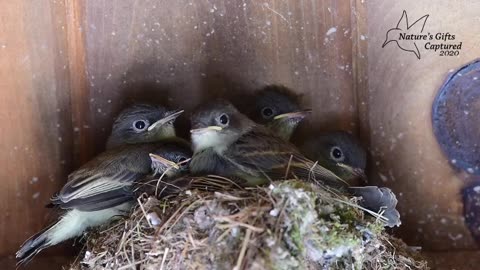Eastern Phoebe babies almost time to fledge. July 2020