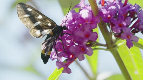 A Butterfly Feeding On Flowers Nectar