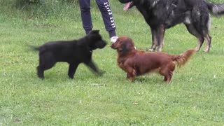 Cachorro se encuentra con un Dachshund, adorable rato de juego asegurado