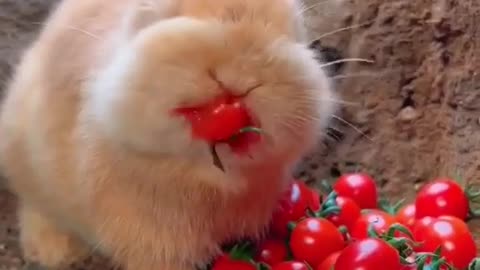 Brown Rabbit Eating Red Tomatoes 🍅