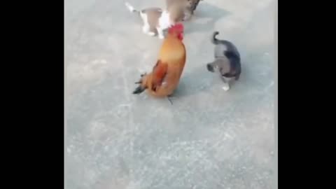 Dog vs Hen funny fight _